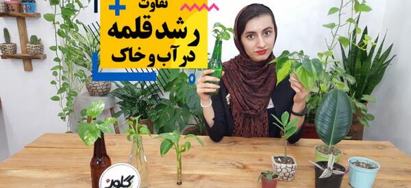 عکس گیاه لوبیا سحر آمیز