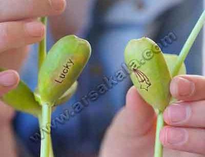 عکس لوبیا سحر آمیز