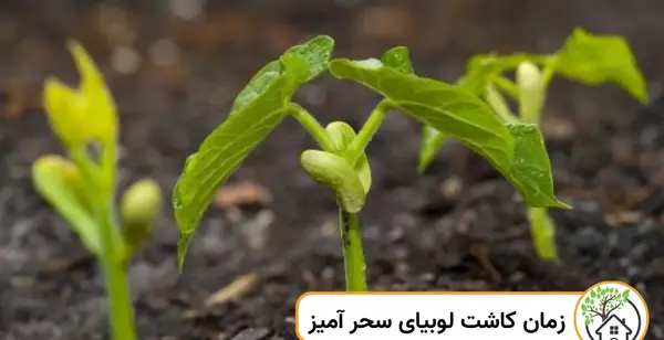 عکس لوبیا سحر آمیز