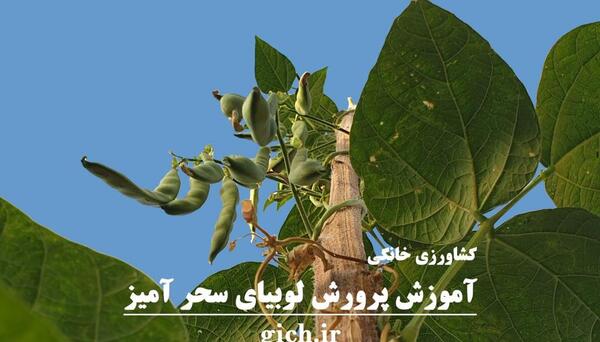 عکس لوبیا سحر آمیز واقعی