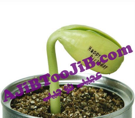 عکس لوبیا سحر آمیز واقعی