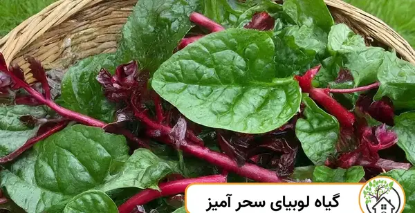 عکس لوبیا سحر آمیز واقعی