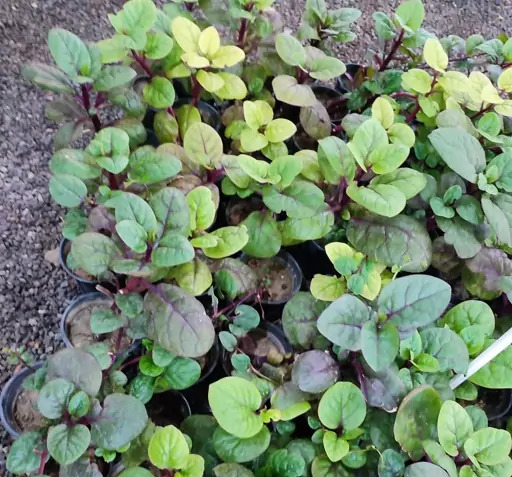 عکس گل لوبیای سحر آمیز