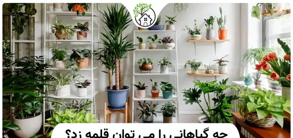 عکس گل لوبیای سحر آمیز