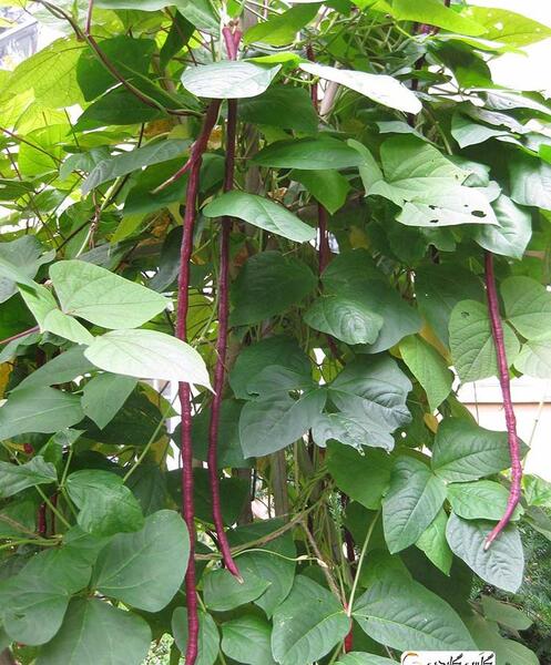 عکس گل لوبیای سحر آمیز