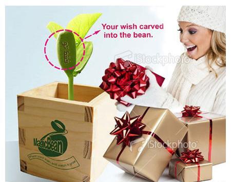 عکس گل لوبیای سحر آمیز
