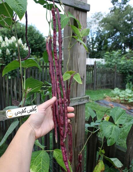 عکس گل لوبیای سحر آمیز