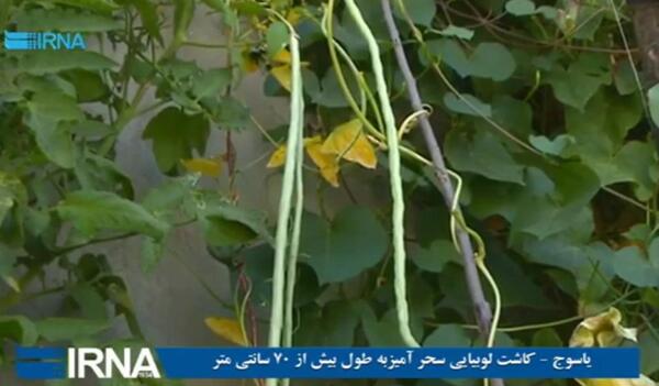 عکس گل لوبیای سحر آمیز