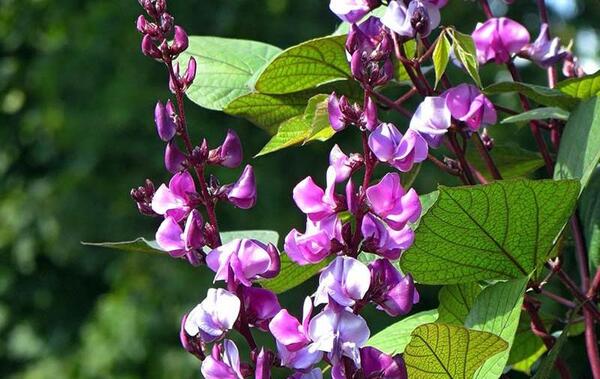 عکس گل لوبیای سحر آمیز