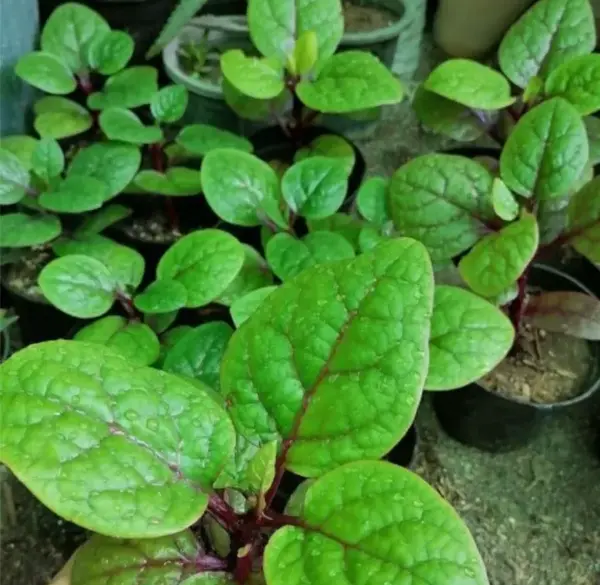 عکس گل لوبیای سحر آمیز