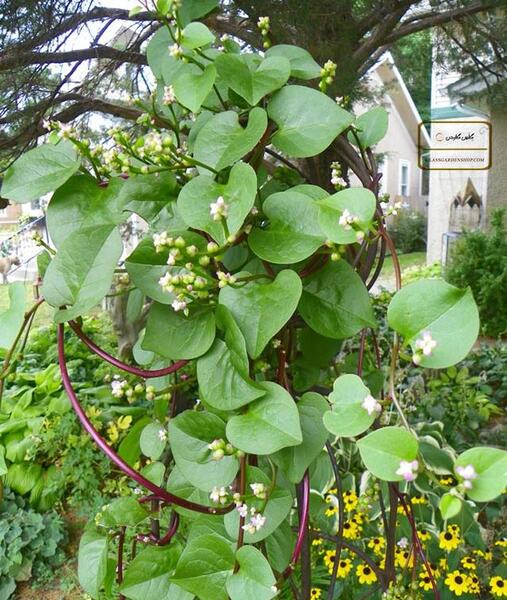 عکس گل لوبیای سحر آمیز