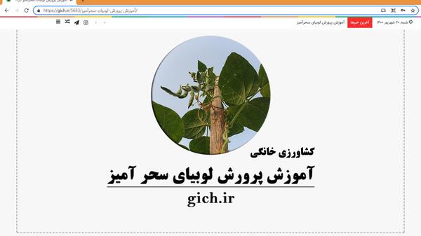 عکس گل لوبیای سحر آمیز