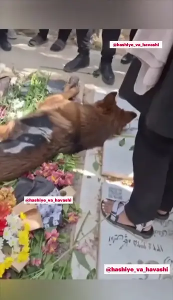 عکس رضا داوود نژاد و سگش
