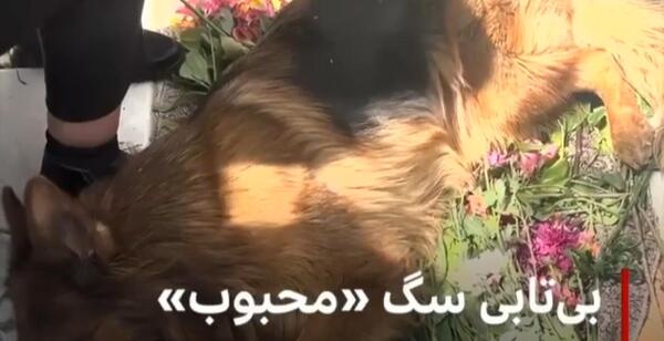عکس رضا داوود نژاد و سگش