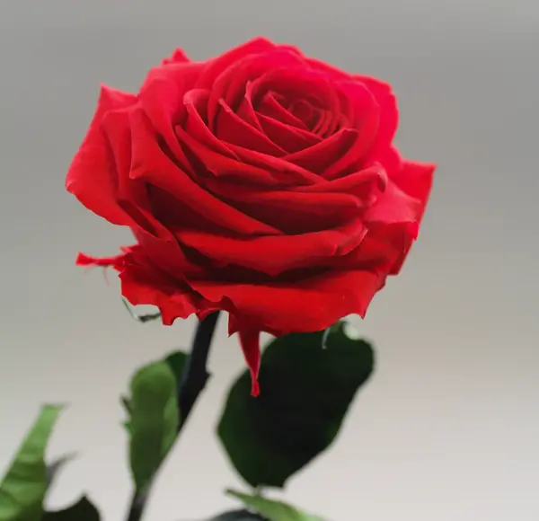 عکس گل رز رویایی