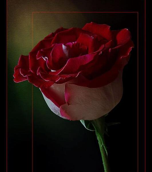 عکس گل رویای