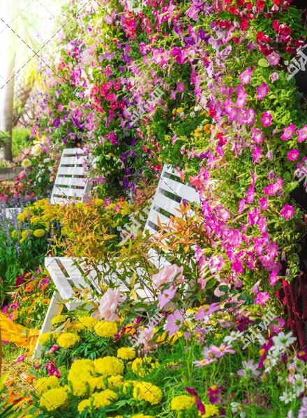 عکس گل رویای