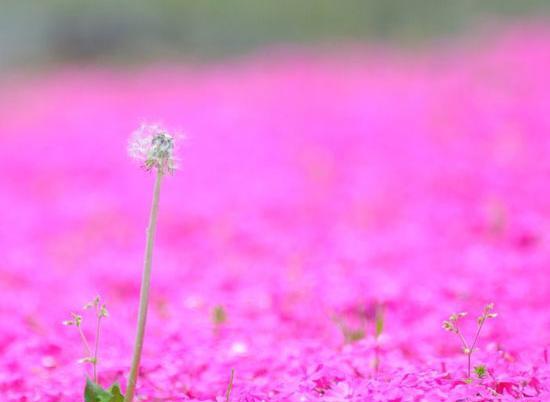 عکس گل رویای