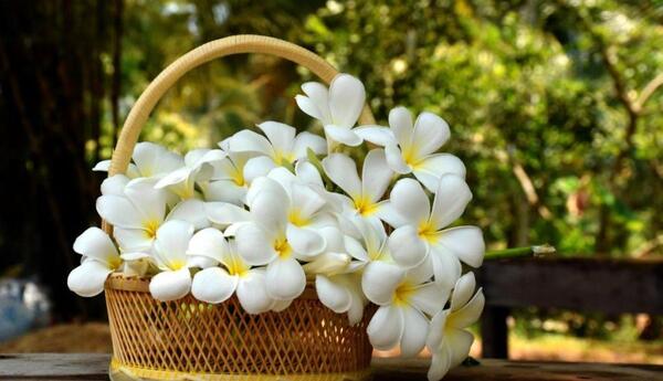 عکس گل رویایی و زیبا