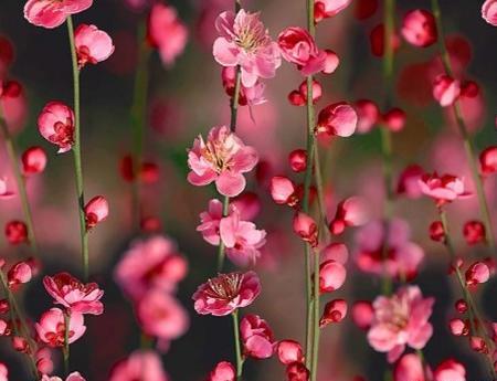عکس گل رویایی و زیبا