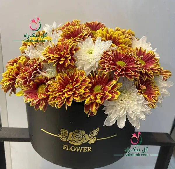 عکس گل داوودی نارنجی