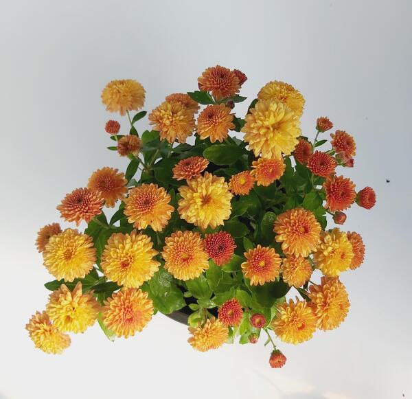 عکس گل داوودی نارنجی