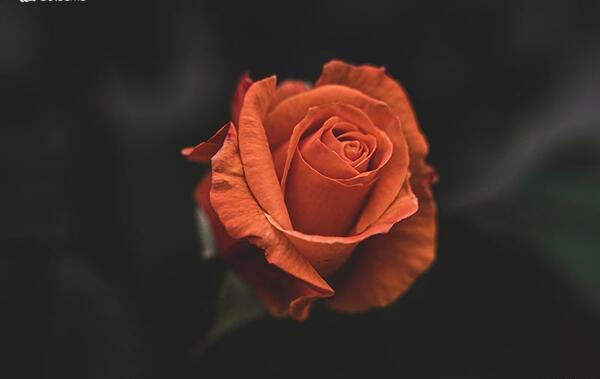 عکس گل داوودی نارنجی