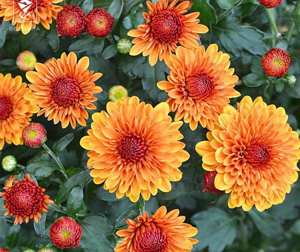 عکس گل داوودی نارنجی
