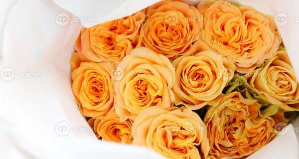 عکس گل داوودی نارنجی