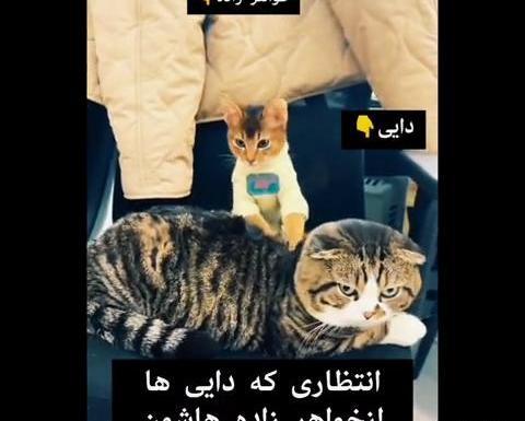 عکس دایی و خواهرزاده