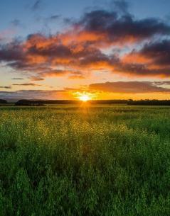 عکس زیبای طلوع خورشید
