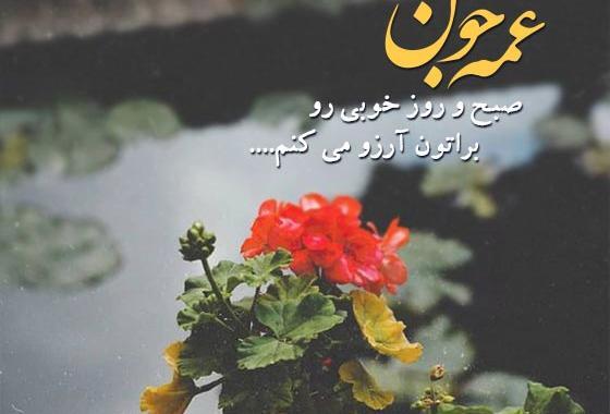 عکس قدم نو رسیده مبارک خاله جان