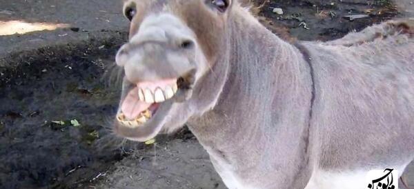 عکس حلما خر
