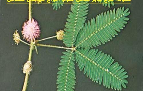 عکس طرح جابر کلاس سوم ابتدایی