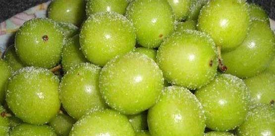 عکس جانان میوه