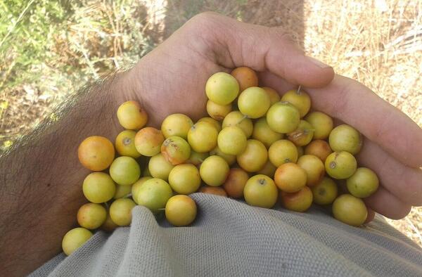 عکس جانان میوه