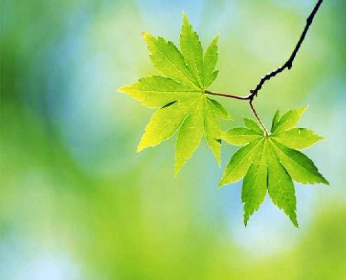 آهنگ ترکی عکس جانان خواننده باکو