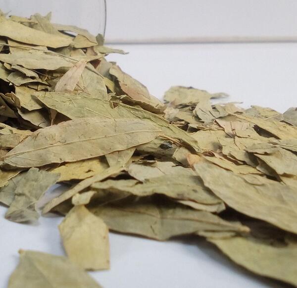 عکس گیاه سنا مکی