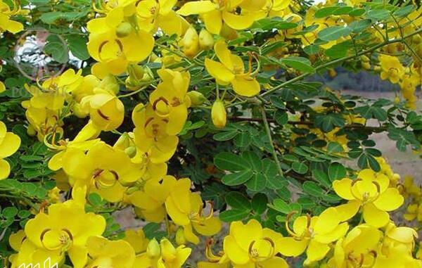 عکس گیاه سنا مکی