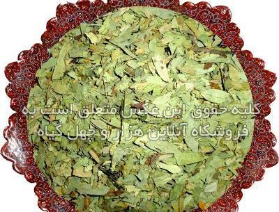 عکس گیاه سنا مکی