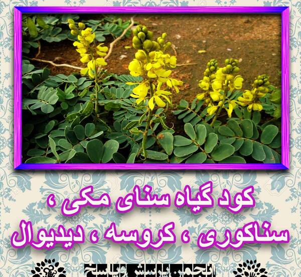 عکس درخت سنا مکی