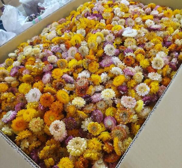 عکس درخت سنا مکی