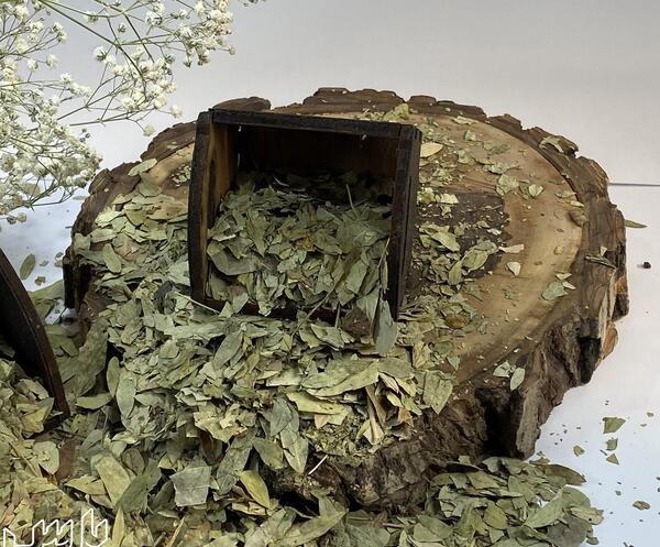عکس درخت سنا مکی