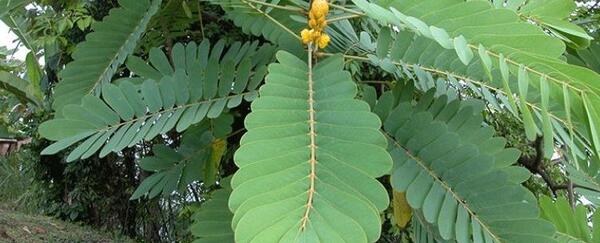 عکس برگ سنا مکی