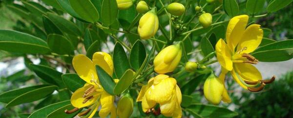 عکس برگ سنا مکی