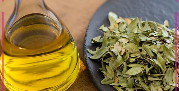 عکس برگ سنا خشک شده