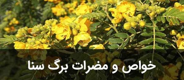 عکس برگ سنا خشک