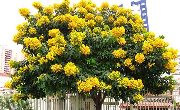 عکس برگ سنای مکی