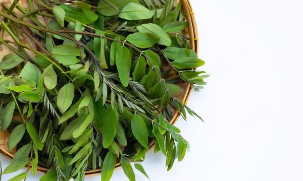 عکس برگ سنای مکی