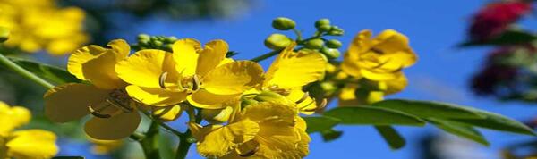 عکس برگ سنای مکی